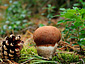 Leccinum vulpinum