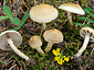 Agrocybe praecox