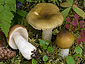 Russula olivina