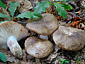 Russula nigricans