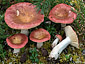 Russula vinosa