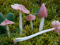 Hygrocybe calyptriformis