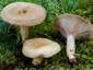 Lactarius flavopalustris