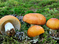 Russula decolorans