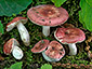 Russula minutula