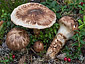 Tricholoma matsutake