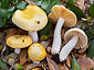 Russula helios