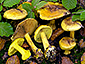 Cortinarius splendens