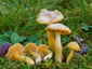 Hygrocybe ceracea