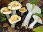 Russula atropurpurea var. dissidens