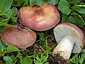 Russula pascua