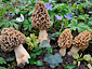 Morchella esculenta