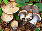 Cortinarius anserinus