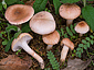 Hygrophorus pseudodiscoideus var. cistophilus