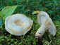 Lactarius olivinus