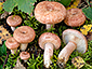 Lactarius torminosus