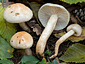 Hygrophorus carpini