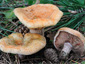 Lactarius sanguifluus