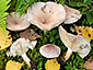 Lactarius vietus