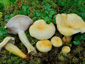 Lactarius flavopalustris