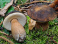 Boletus aereus