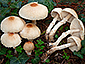 Lepiota ignivolvata