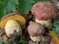 Boletus pseudoregius