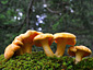 Cantharellus cibarius