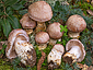 Cortinarius herculeus