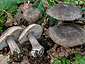 Tricholoma squarrulosum