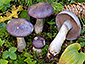 Cortinarius salor