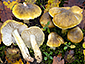 Tricholoma sejunctum