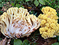 Ramaria sanguinea