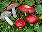 Russula nana