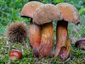 Boletus luridus