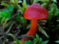 Hygrocybe coccinea