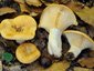 Lactarius zonarius