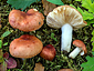 Russula lutensis