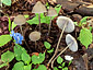 Mycena abramsii