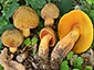 Boletus luridus