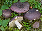 Russula clavipes