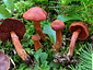 Cortinarius sanguineus