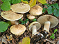 Cortinarius flavovirens