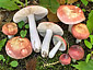 Russula velutipes