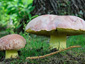 Boletus regius