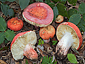 Russula lepida