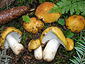 Russula ochroleuca