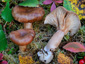 Lactarius hysginoides