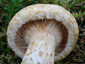 Lactarius leonis