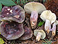 Russula sardonia